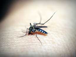 how to make mosquitos go away